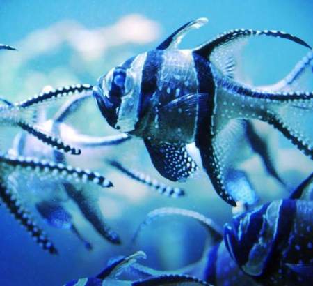 Le plus grand aquarium de France à Boulogne-sur-Mer